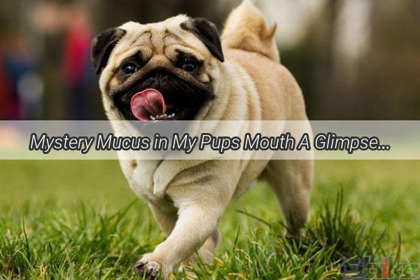 Mystery Mucus in My Pups Mouth A Glimpse into the Whiskered World